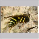 F-Ancistrocerus sp w02 beim Nestbau.jpg